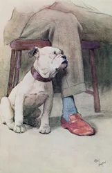 Bulldogge
